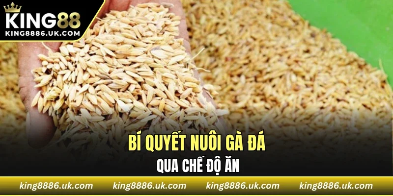 Bí quyết nuôi gà đá qua chế độ ăn