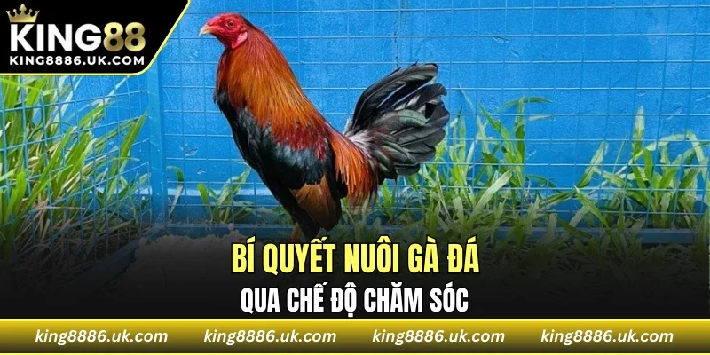 Bí quyết nuôi gà đá qua chế độ chăm sóc
