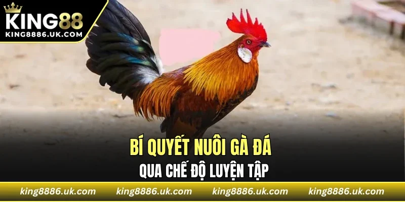 Bí quyết nuôi gà đá qua chế độ luyện tập