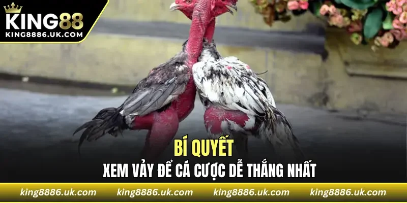 Bí quyết xem vảy cá cược dễ thắng nhất 