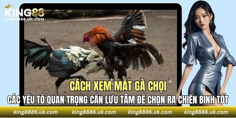 Các yếu tố quan trọng cần lưu tâm để chọn ra chiến binh tốt