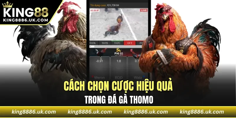 Cách chọn cược hiệu quả trong đá gà Thomo