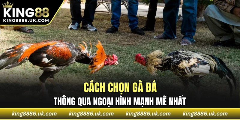 Cách chọn gà đá thông qua ngoại hình mạnh mẽ nhất
