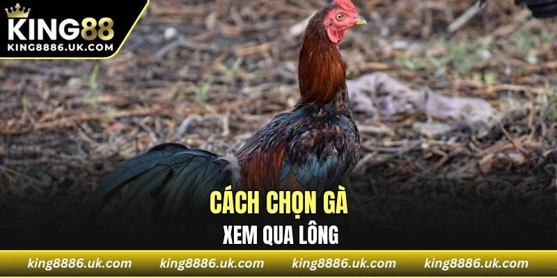 Cách chọn gà xem qua lông