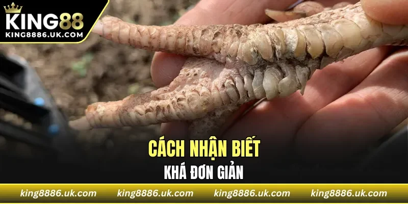 Cách nhận biết khá đơn giản