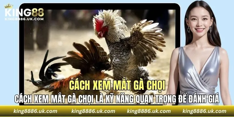 Cách xem mắt gà chọi là kỹ năng quan trọng để đánh giá