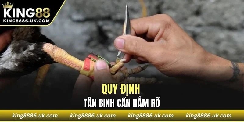 Chiến kê sẽ được phân loại theo nhóm cân nặng