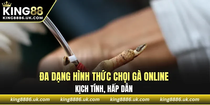 Đa dạng hình thức chọi gà online hấp dẫn 