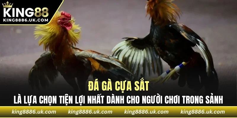 Đá gà cựa sắt là lựa chọn tiện lợi nhất