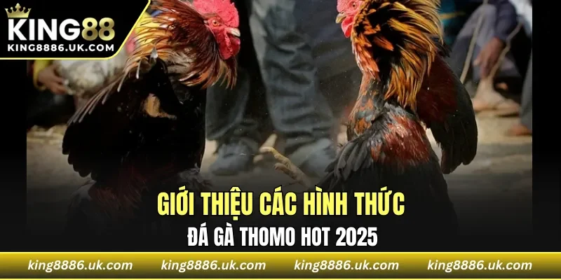 Giới thiệu các hình thức đá gà Thomo hot 2025
