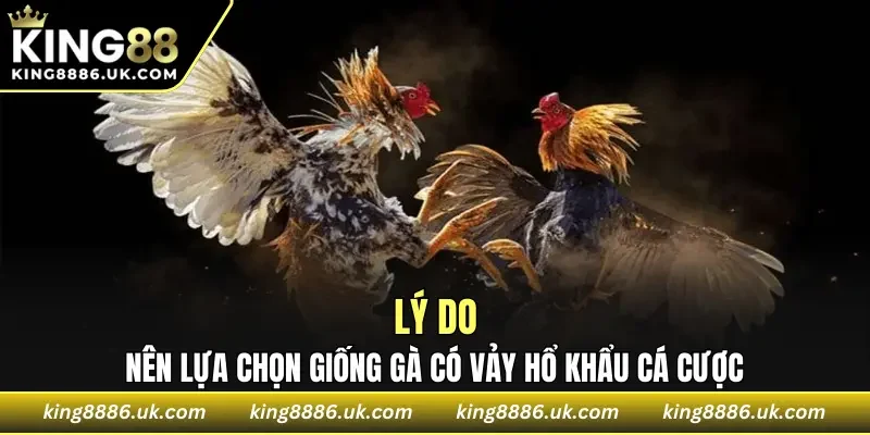 Lý do nên chọn giống gà có vảy hổ khẩu cá cược