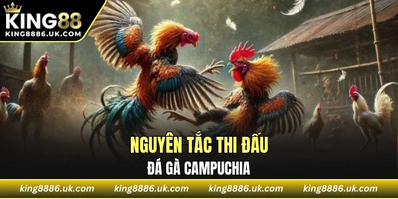 Nguyên tắc thi đấu đá gà Campuchia