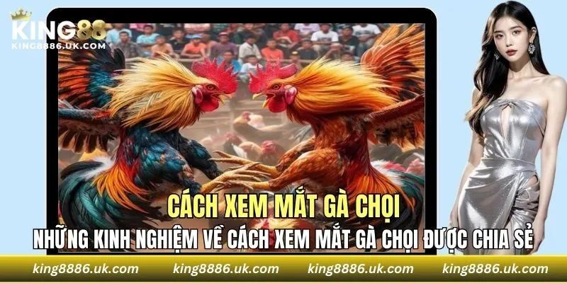 Những kinh nghiệm quý báu về cách xem mắt gà chọi được chia sẻ