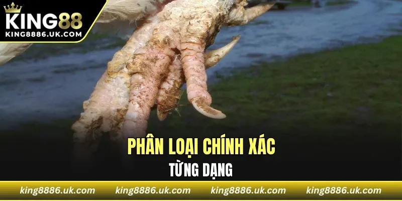 Phân loại chính xác từng dạng