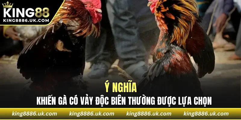 Ý nghĩa khiến gà có vảy độc biên thường được lựa chọn